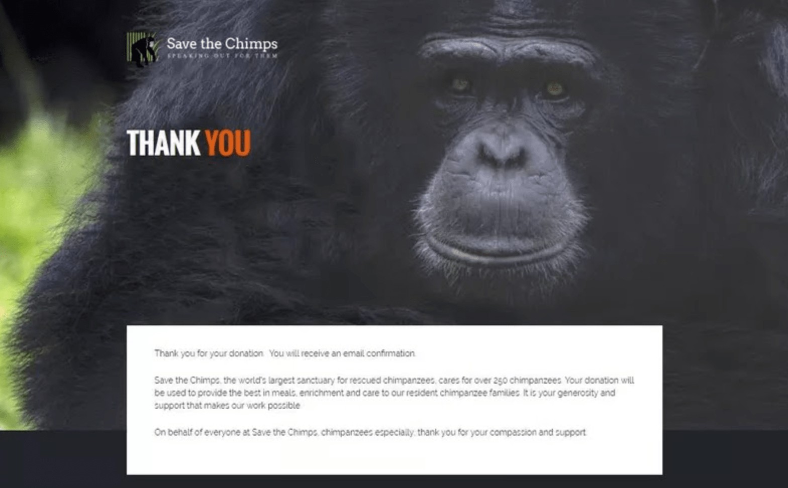 save the chimp's thank you page