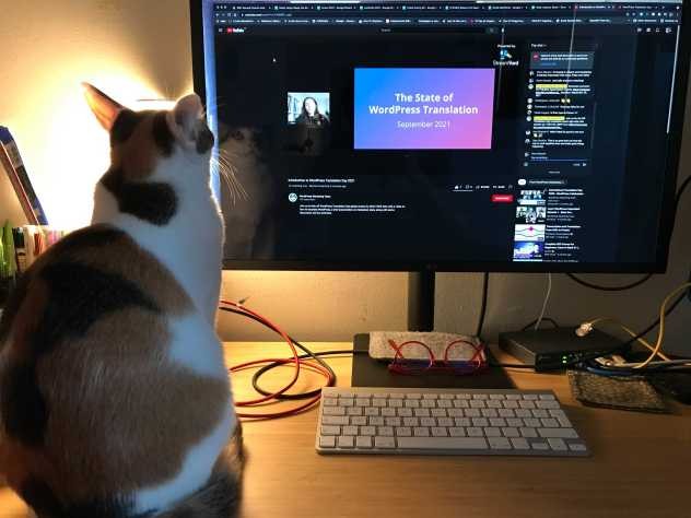 One of Devin's cats watches the WPTranslationDay 2021 livestreamed events.