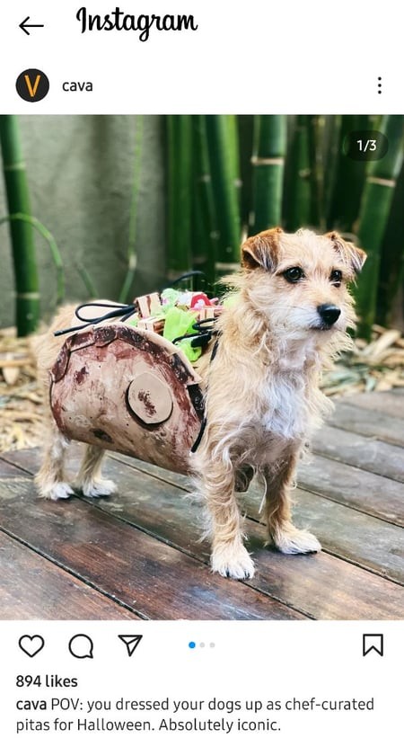 An Instagram post by Cava Grill of a dog dressed as a pita for Halloween.