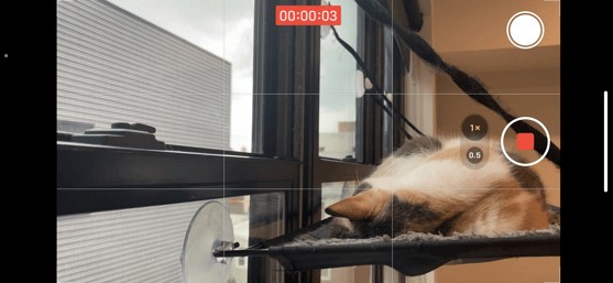 Screenshot of iPhone video of a sleeping cat by a window. Video is filmed using iPhone grid and rules of thirds