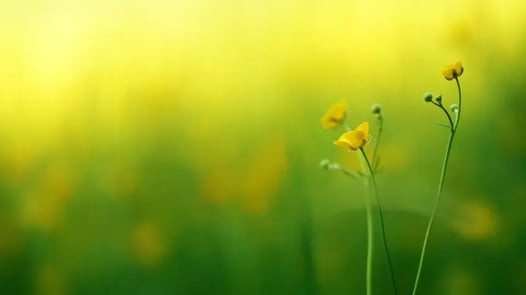 green and yellow image of flowers